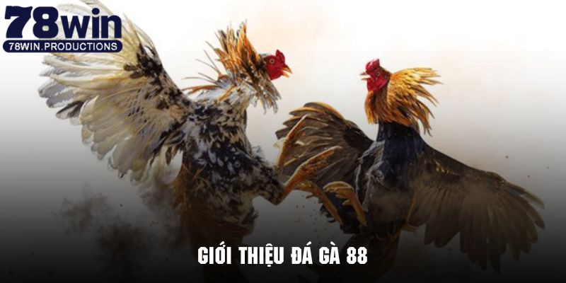 Tìm hiểu tổng quan về phiên bản đá gà 88 cực kỳ nổi tiếng